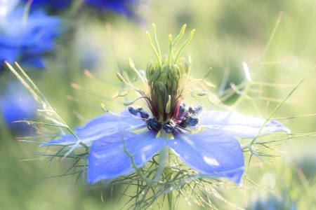 a flower in the morning summer sunの写真素材