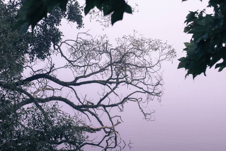 a lake bank on a foggy October morningの写真素材