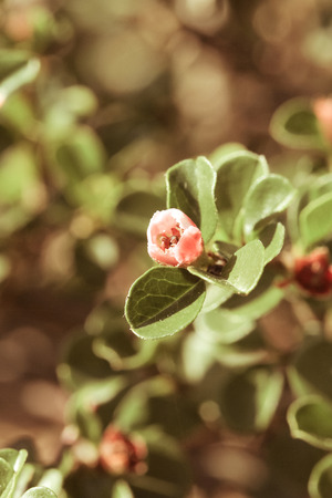 a flower in the morning summer sunの写真素材
