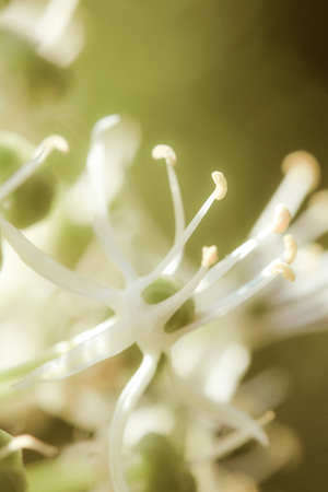 a flower in the morning summer sunの写真素材