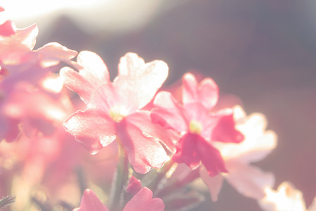 a flower in the morning summer sunの写真素材