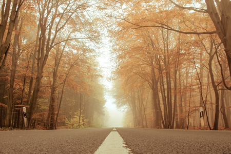 on a foggy autumn morningの写真素材