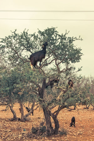 A hungry goat climbing to eatの写真素材