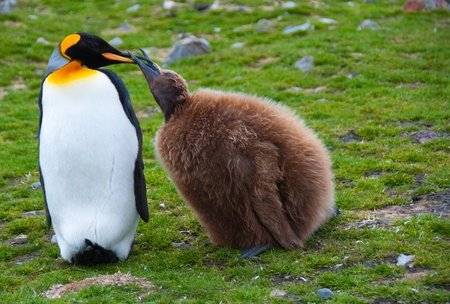 A King Penguin mother feeds her young chick at Fortuna Bay on the sub-Antarctic island of South Georgia.の写真素材