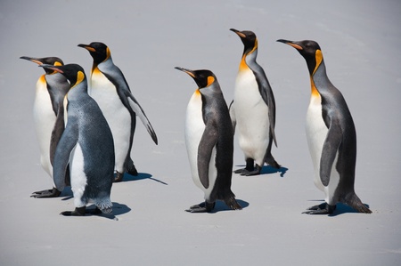 King penguins march along the beach at Volunteer Point in the Falkland Islandsの写真素材