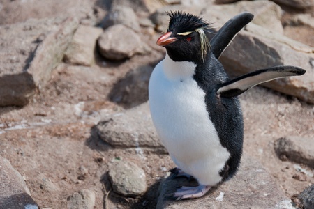 Rockhopper Penguin. This little rockhopper penguin flaps its wings at its colony on West Point Island, の写真素材
