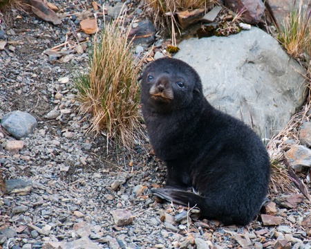 Baby Fur Seal. This cute fur seal pup waits patiently for its mother in Fortuna Bay, South Georgia Islandの写真素材