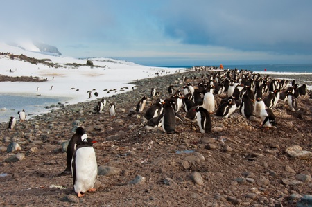 Gentoo Penguin Colony.Thousand of penguins raising their chicks on a beach in Antarctica.の写真素材