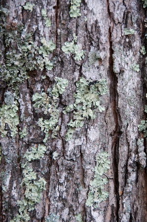 Closeup of tree bark with moss.の写真素材