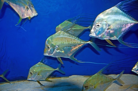 This silver type of Jackfish greets visitors at the popular family attraction  の写真素材