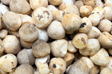 Straw mushroom use as backgroundの写真素材