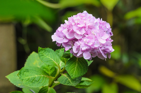 Pink Hydrangea Flower and its leaves on Blur background