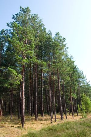 pine grove