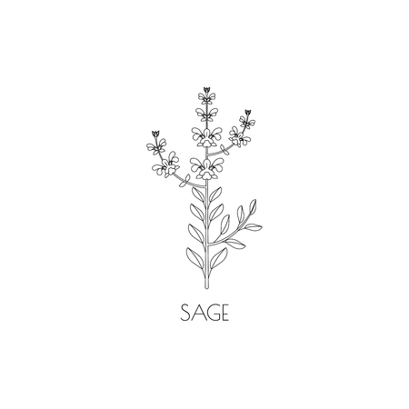 Sage medicinal herb, contour icon isolated on white backgroundのイラスト素材