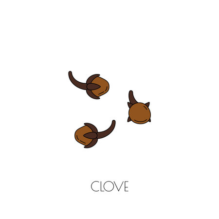 Spice clove icon isolated on white. Vector imageのイラスト素材