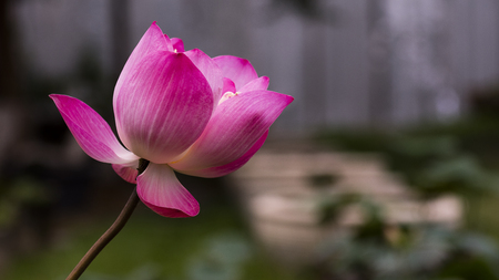 Pink lotus on white backgroundの写真素材