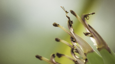 Anisopteraの写真素材