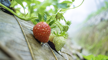 strawberryの写真素材