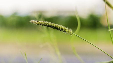 Flowers grass relax Morning,Backgroundsの写真素材