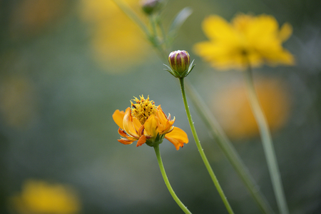 Spring background with beautiful yellow flowersの写真素材