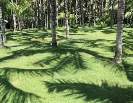 Beautiful tropical forest in sunny weatherの写真素材