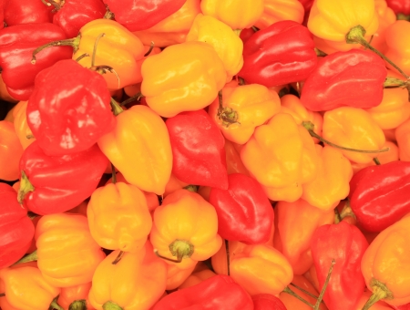 Red and yellow peppersの写真素材