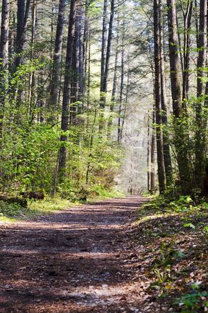 Quiet woodland trail, sun-dappled and lined with tall trees