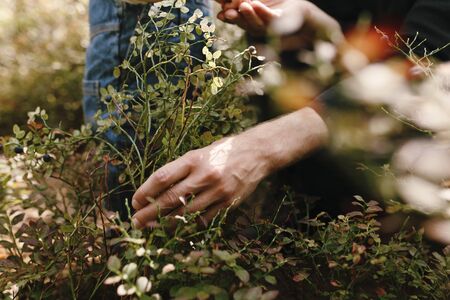 Close-up of young toddler and dad picking fresh ripe blueberries in Nordic forest