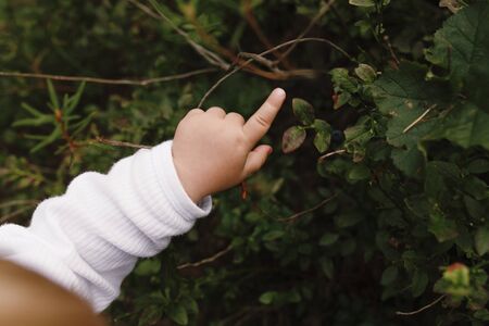 Close-up of toddler's hand pointing at blueberry bushes in Nordic forestの写真素材