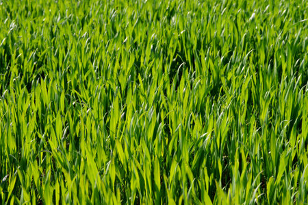 vibrant green wheat grass field glowing in springtime sunの写真素材