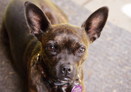 Phoebe the brindle Boston Terrier and Rat Terrier mix - aka a Brat- is patiently waiting for her...