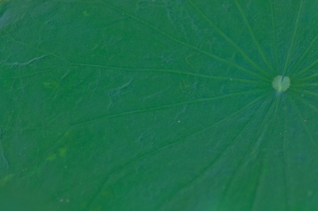 green leaf of lotusの写真素材