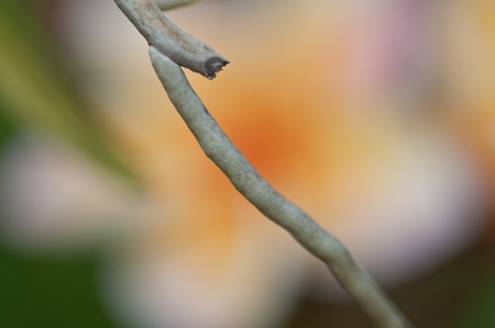 lonely dry branch of a tree in autumnの写真素材