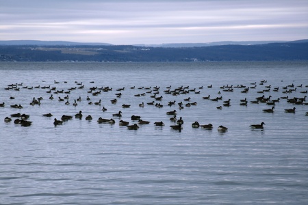 geese on lake 1 の写真素材