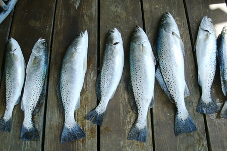 sea trout 