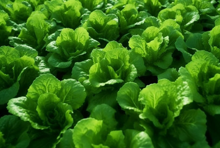 Background with Lettuce plantation field. Healthy natural food and vegetable background concept. generative aiの素材