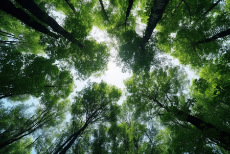 Looking up at the green tops of trees. generative aiの素材