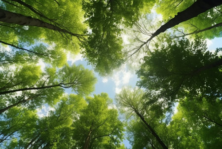 Looking up at the green tops of trees. generative aiの素材