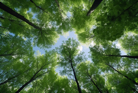 Looking up at the green tops of trees. generative aiの素材