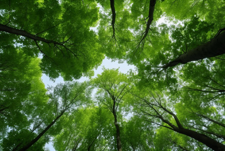 Looking up at the green tops of trees. generative aiの素材
