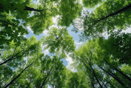 Looking up at the green tops of trees. generative aiの素材