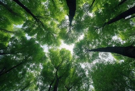 Looking up at the green tops of trees. generative aiの素材