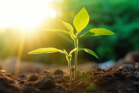 young plant growing in garden with sunlight. generative aiの素材
