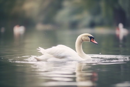 white swan swimming over river with blurred background. generative aiの素材