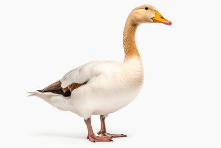 swan isolated on white background. generative aiの素材