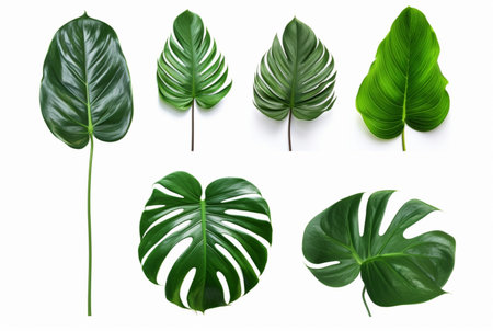 collection of tropical leaves isolated on white background. generative aiの素材