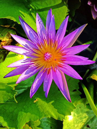 Lotusの素材