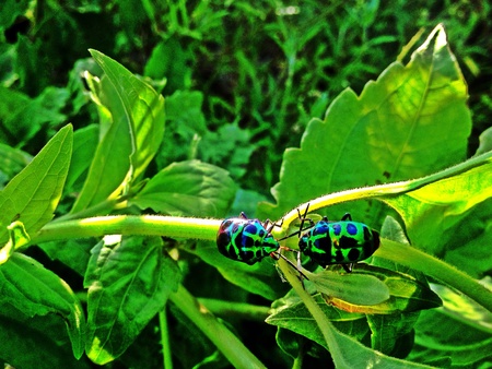 Bugの素材