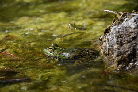 A green frog sitting still in shallow water covered with algae and moss, blending into its natural environment.の写真素材