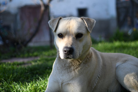 Labrador retriever dog on the grass in the garden. Selective focus.の写真素材